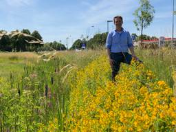 Ecoloog Merlijn Hoftijzer in een van de kleurrijke bermen in Breda. (Foto: Birgit Verhoeven)