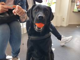 Labrador Diezel is bijna 4,5 kilo afgevallen en is weer een fitte hond (Foto: Dierenziekenhuis Eindhoven).