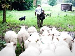Schaapsherder John Sterrenburg met zijn schapen en hond (Foto: John Sterrenburg).