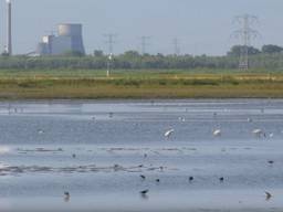 Feestmaal voor vogels in de Noordwaard.