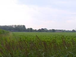 Het groen dat moet wijken voor het bedrijventerrein Heesch West