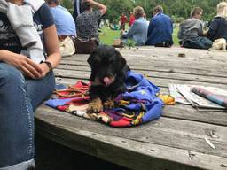 Juno rust uit op zijn Pardoes dekentje voor de race begint