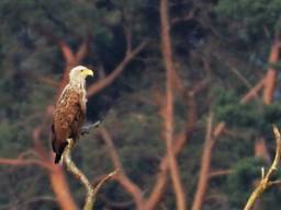 De zeearend die bij het Beuven is gespot (Foto: Wil van Tongerloo).