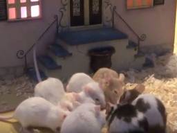 Bij een muizenstad lopen muizen door een miniatuurstad. Foto: Screenshot YouTube