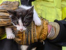 Het katje is gered. (Foto: Tom van der Put/SQ Vision)