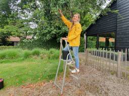 Rosemarijn van de Wiel is 'vergeten fruit' aan het plukken in Chaam (foto: Collin Beijk)