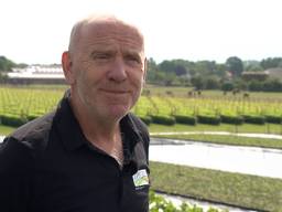 Arie van Dun moest het bijltje erbij neerleggen nu de buxusrups de buxusstruiken kaalvreten.