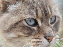 Dit is niet de kat uit het verhaal (Foto: Max Pixel).