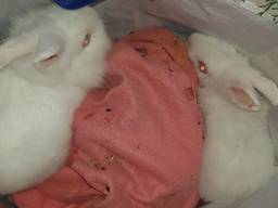 De konijnen stonden in een tas bij de container (foto: Dierenambulance Brabant Noord-Oost).