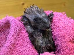 Een pas binnengebrachte baby-egel. (foto: Raymond Merkx)