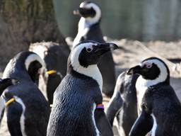 De pinguïns in Zooparc Overloon (foto: Zooparc Overloon).