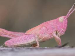 De roze sprinkhaan is heel erg zeldzaam (Foto: Bert van Beek).