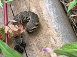 Rups teunisbloempijlstaart. (Foto: Nellie Jacobi)