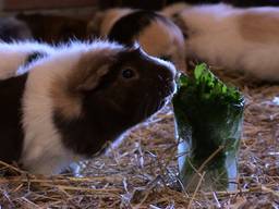 De cavia's genieten van hun Mojito-ijsjes (foto: Eva de Schipper).