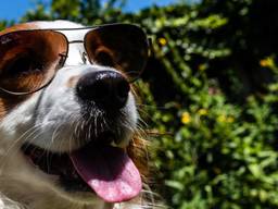Deze hond heeft het ook warm tijdens deze tropische dagen (Foto: Rob Engelaar).