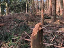 Dode Fijnsparren in het Leenderbos