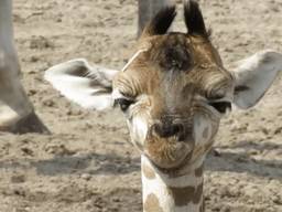 Giraffe Natasja is geboren (Foto: Safaripark Beekse Bergen).