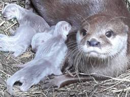 Er zijn 5 jonge Aziatische kleinklauwotters geboren in ZooParc Overloon. (Foto: Facebook)