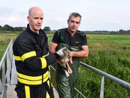 De brandweer heeft de gans uit het water gered. (Foto: Rick Denissen/Stuve fotografie)