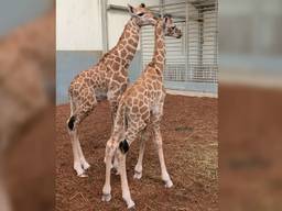 Giraffen Jacques en Max. (Foto: Beekse Bergen)