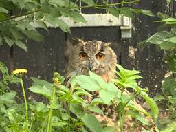 Een oehoe in het Vogelrevalidatiecentrum in Zundert. (foto: Raoul Cartens)