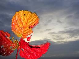 Aankomend weekend staat er herfstachtig weer te wachten met buien en wind. (foto: Joop van der Kaa)