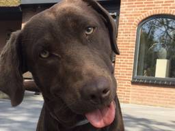 Sarah kocht labrador Moes bij de fokker in Maarheeze. (Foto: Sarah Maas)