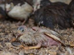 Verwaarloosde vogels bij een fokker in Brabant. (Foto: Dierenbescherming).