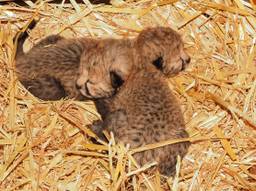 De twee pasgeboren baby's van moeder Kate  (Foto: Beeks Bergen)