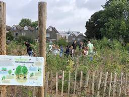 Tiny Forest 'Harendonksplekske' in Den Bosch