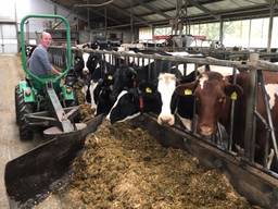 Melkveehouder Ard van Calis uit Neerkant bij zijn koeien (Foto: Alice van der Plas)