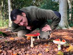 Laat de paddenstoelen met rust, zegt boswachter Erik de Jonge (archieffoto: Erik Peeters).