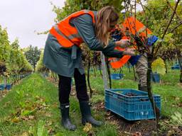 Druiven plukken in de wijngaard van Sint-Catharinadal. (foto: Eva de Schipper)