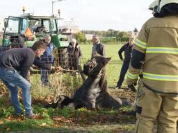 Het paard werd door de brandweer uit de sloot gehaald (Foto: Erik Haverhals ).