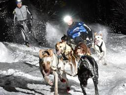 Taina racet met een hulpskiër en haar honden in de sneeuw.