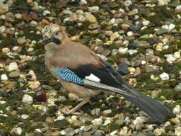 Een Vlaamse gaai. Deze vogel is niet gevangen. (Archieffoto: Pixabay)