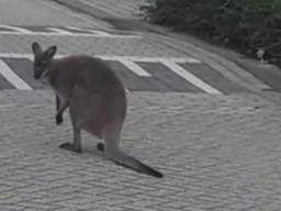 De gespotte wallaby. (Foto: Dierenambulance Brabant Noord-Oost / Facebook)