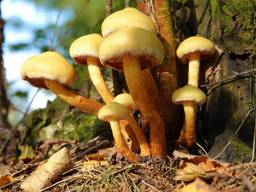 Paddenstoelen in het herfstzonnetje. (Foto: Ben Saanen)