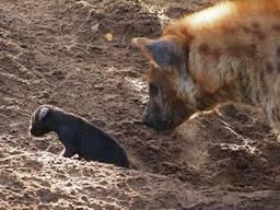 De kleine pup met moeder hyena (foto: Beekse Bergen).