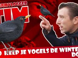 5 tuintips om vogels de winter door te helpen