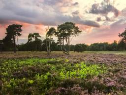 Uit het fotoboek 'Met andere ogen': De Strijbeekse Heide (foto: Christian Bastiaansen).