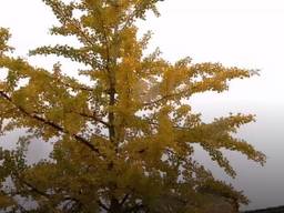 Een Ginkgo Biloba in Valkenswaard (Foto: NOS).