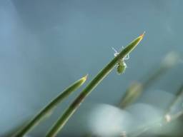 Insect in kerstboom.