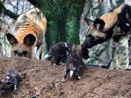 Vier pups geboren in Safaipark Beekse Bergen. (Foto: Safaripark Beekse Bergen)