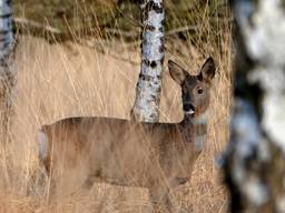 Ree in het wild. (Foto: Ben Saanen)