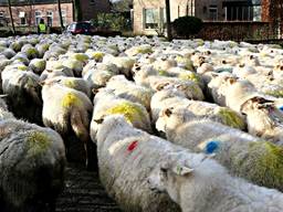 Schapen lopen door de straten van Helvoirt. (Foto: Bart Meesters/Meesters Multi Media)