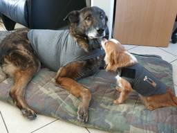 Herder Zoran en chihuahua Zhen zijn sinds vorig jaar minder bang voor vuurwerk. (Foto: Patricia Otten Gerwen)