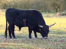 Een taurosstier (foto: Omroep Brabant)