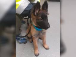 De 'gevonden' puppy (foto: Dierenambulance Brabant Noord-Oost)