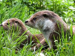 Twee waakzame otters (Foto: Gerhard Gellinger)